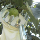 ⏳ Tijdelijke aanbieding⏳  🍎 Fruitplukker met opvangmand